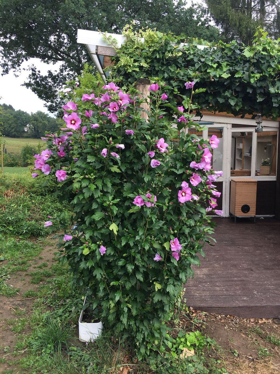 WaldenProjectBE's tweet photo. It’s time for #Flowers in the #waldenproject #tinythouse. I present a #purple #hibiscus. https://t.co/7B6f2fXBd0 #cabin https://t.co/IjgjG52d6Z