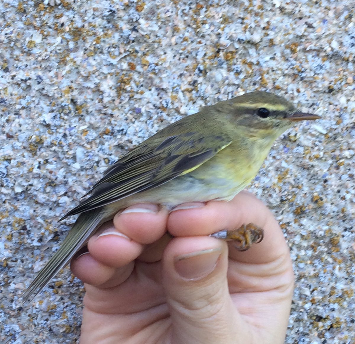 Bird migration starting to kick in with Willow Warblers on the move
