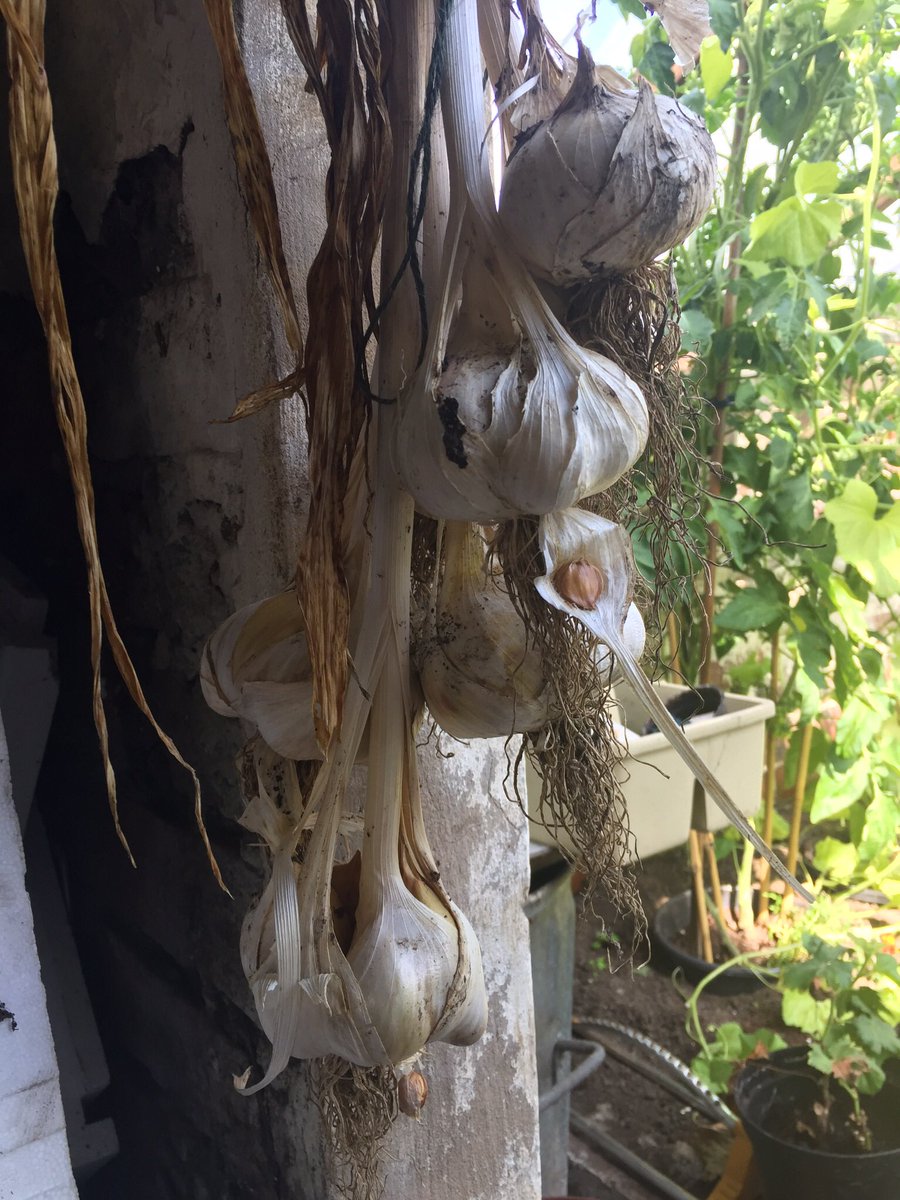 RustlingsRdAS's tweet photo. Drying the Garlic #allotment #sheffieldissuper https://t.co/fVUsoIBWQU