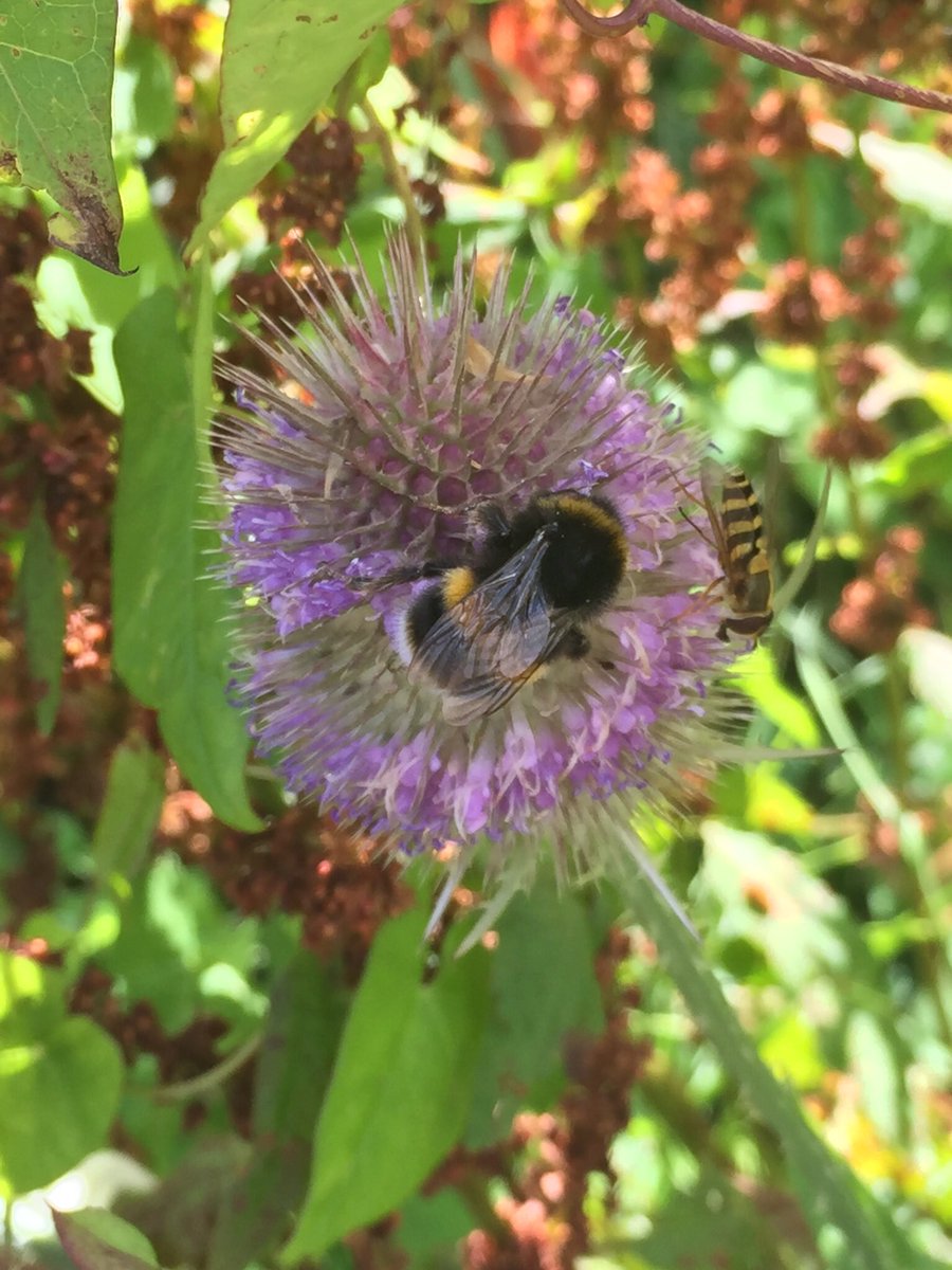 RustlingsRdAS's tweet photo. Wonderful wildlife! @WildSheffield #sheffieldissuper #allotments https://t.co/HTcIQKY4MD