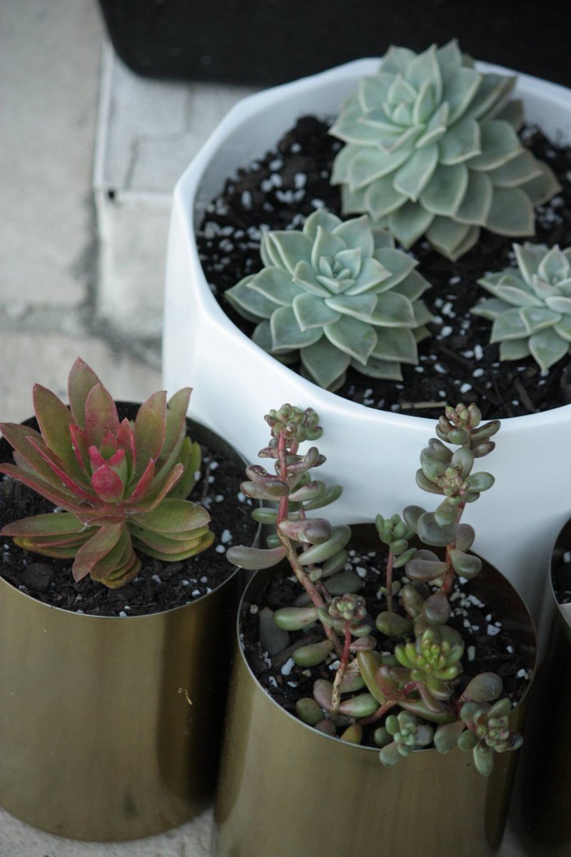 _MissyFit's tweet photo. #succulent repotting project, and a new addition; #Echeveria Big Red. https://t.co/3xkslE7Imk