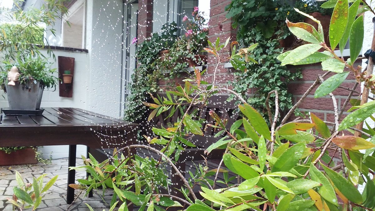 FOR__Education's tweet photo. Wish you all a great Sunday 💚. #ISFCommCrew #ISFFamily

#Spiderweb #Aftertherain #NaturcreatesArt 🕷️🌦️ https://t.co/Gh2byR09aL