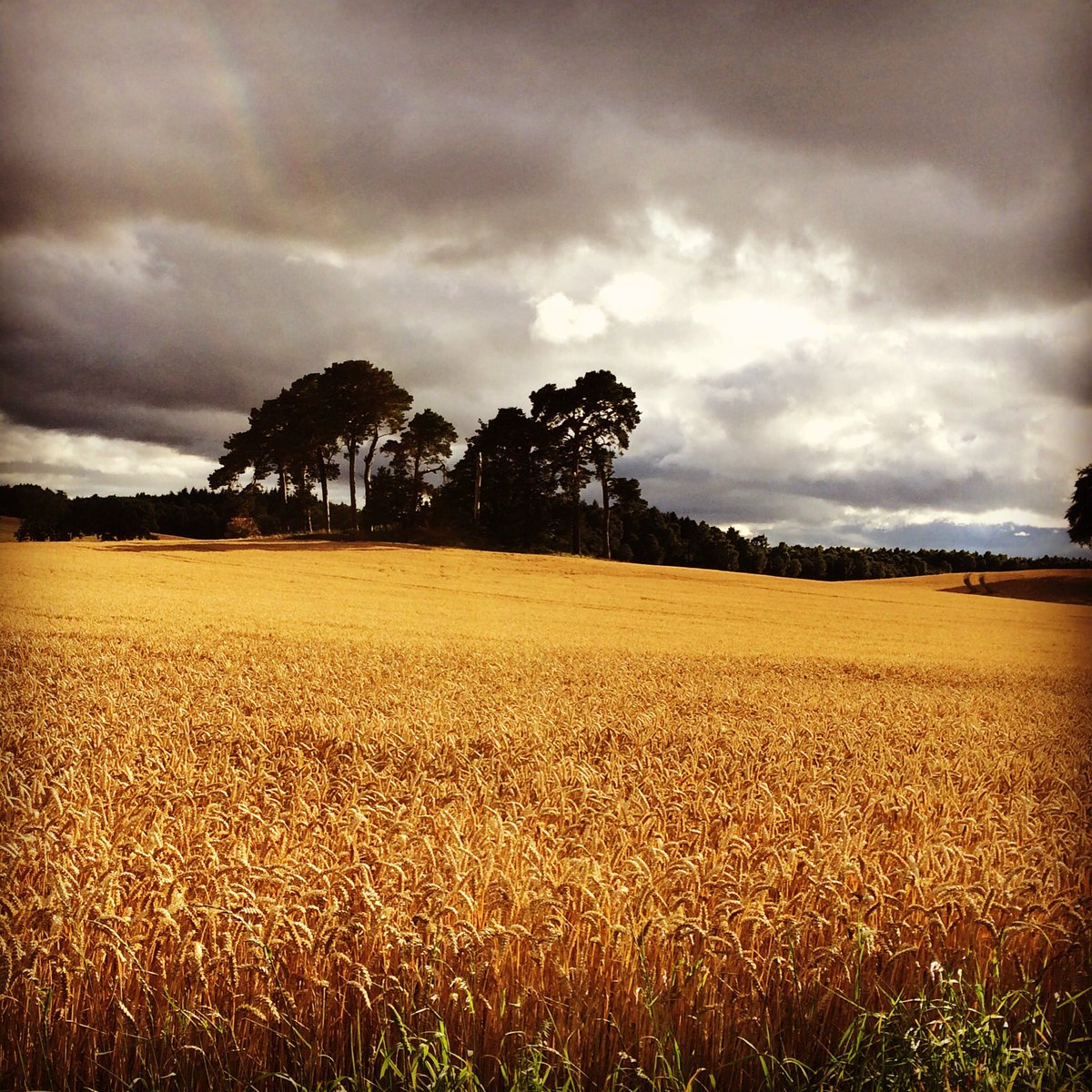 SpoonPhoto's tweet image. #Perthshire #hallholefarm #meikleour