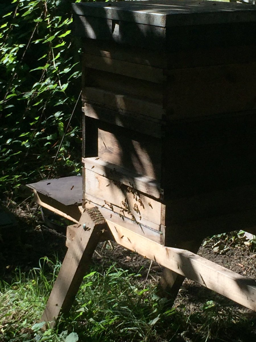 bee7forestgate's tweet image. Next visit Sunday at 10am