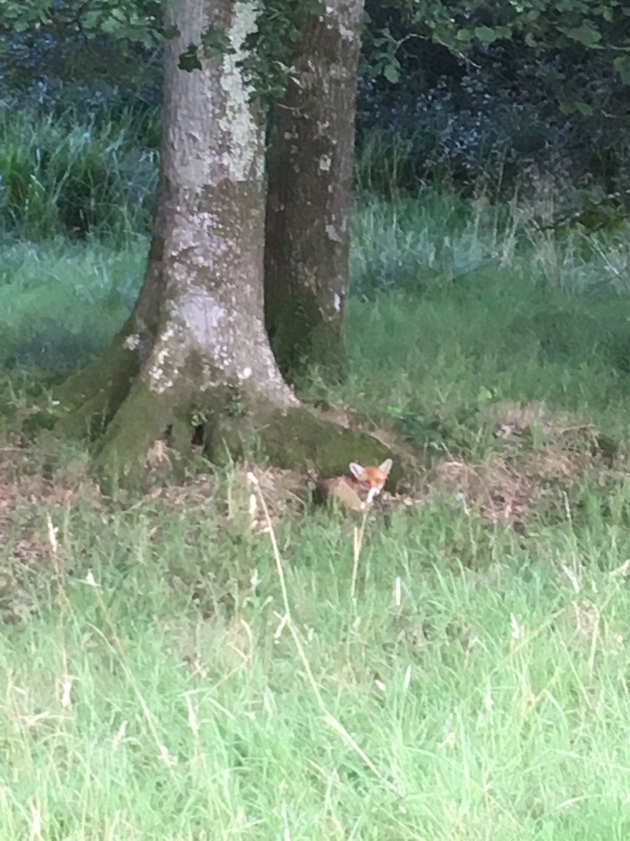 bctreesdevon's tweet image. 