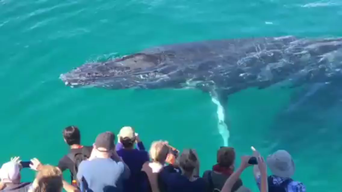 CEIDRYCK's tweet photo. Have you ever smelled humpback whale breath?!  Our platform gets you that close to the whales that you make https://t.co/F8yEK3NlHp https://t.co/WT6mRZiCfw