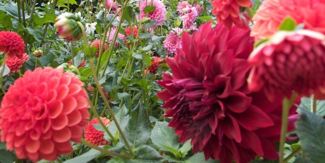 Admire #dahlias? Here are 7 steps on growing your own ow.ly/IPpr30elxs1 Photo by <a href="/FrancesPalmer/">Frances Palmer</a>