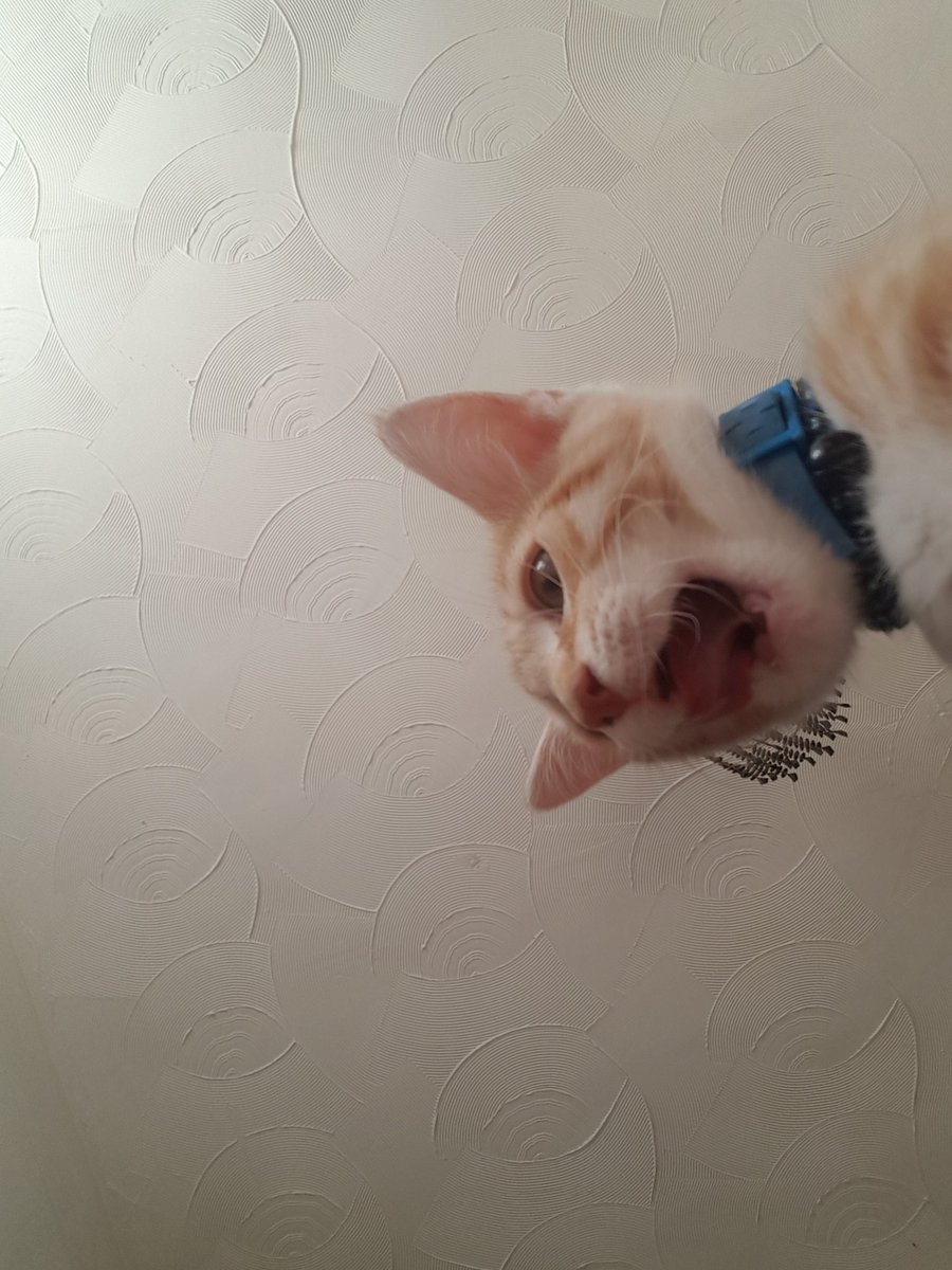 drxpback's tweet image. Can we all appreciate that my cat took selfies on my phone :)