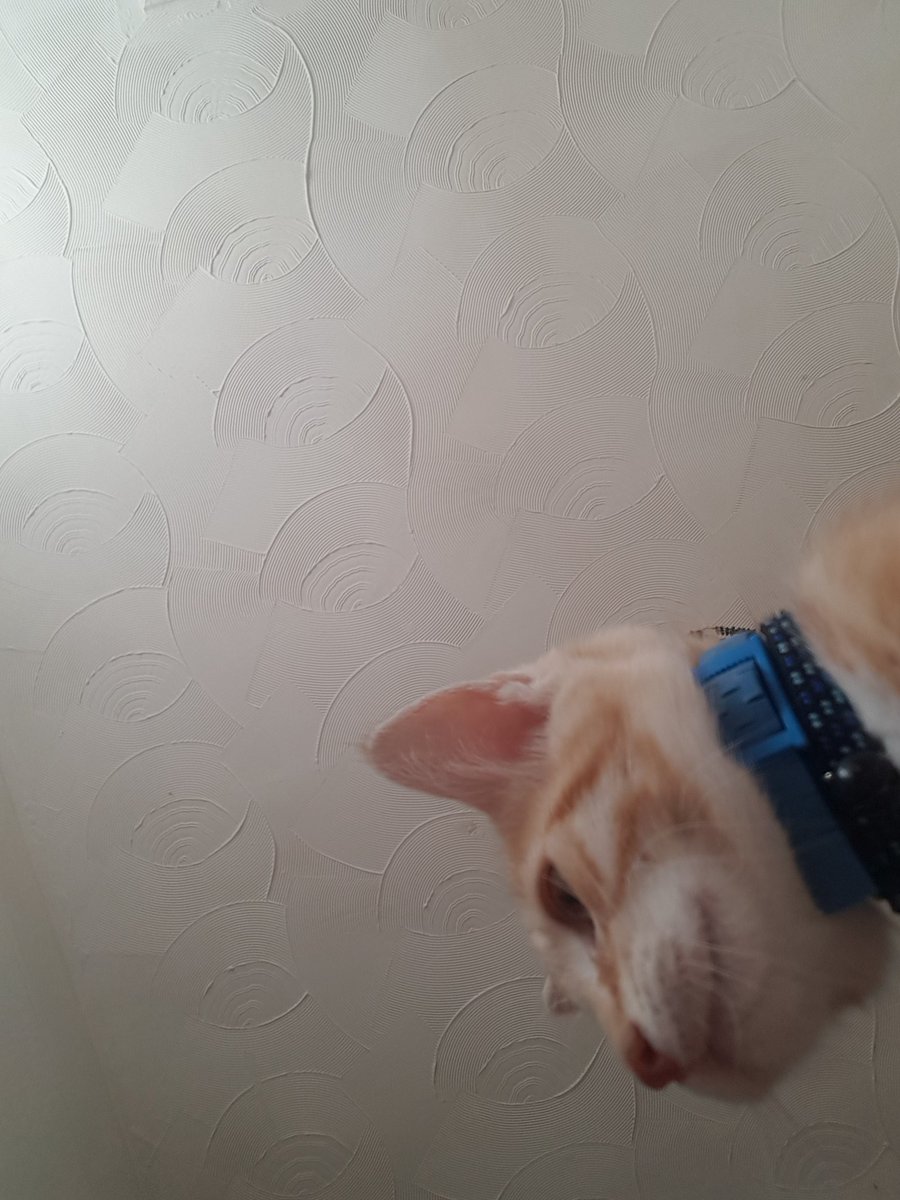 drxpback's tweet image. Can we all appreciate that my cat took selfies on my phone :)