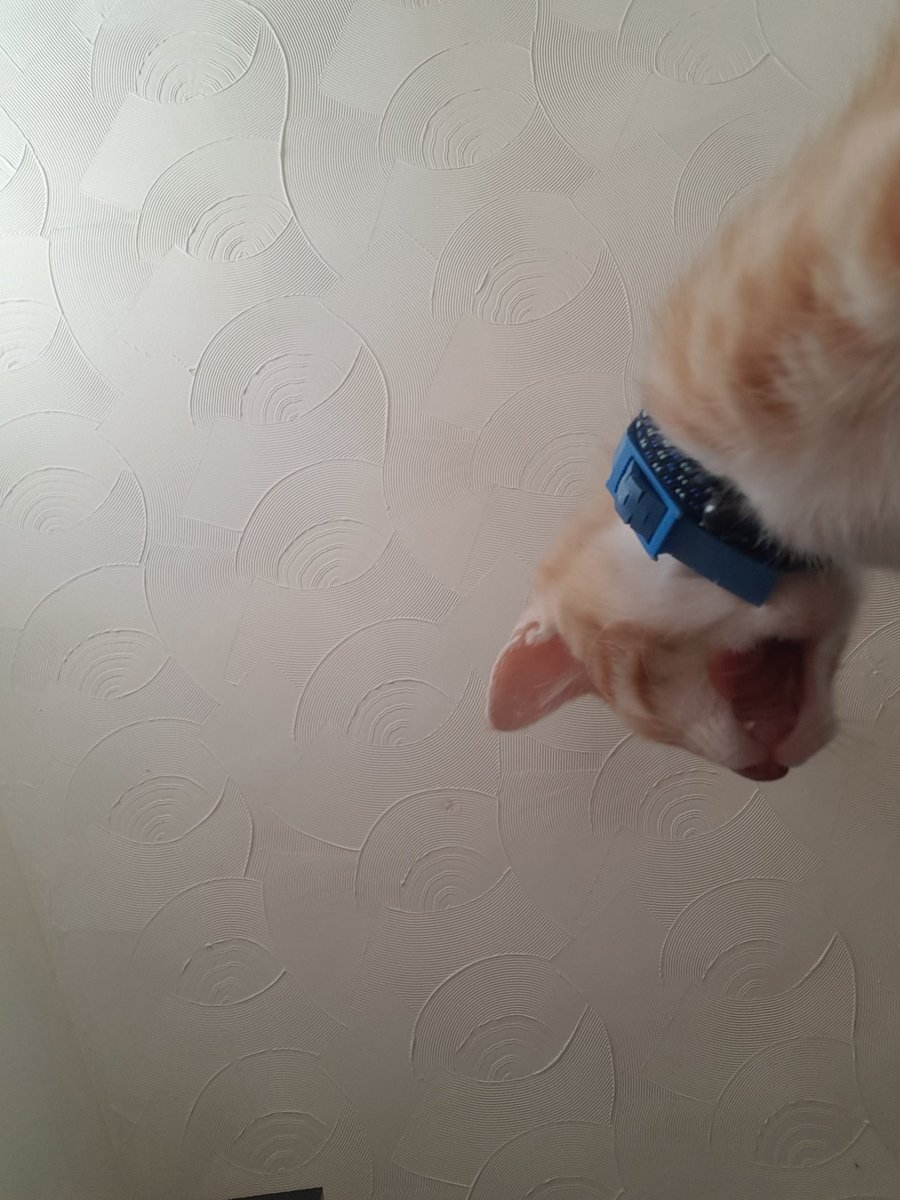 drxpback's tweet image. Can we all appreciate that my cat took selfies on my phone :)