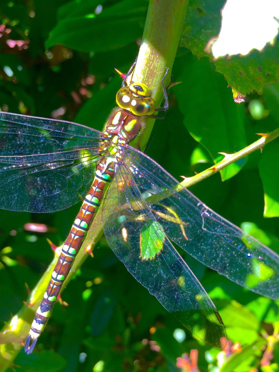 Ed_Durham's tweet image. 