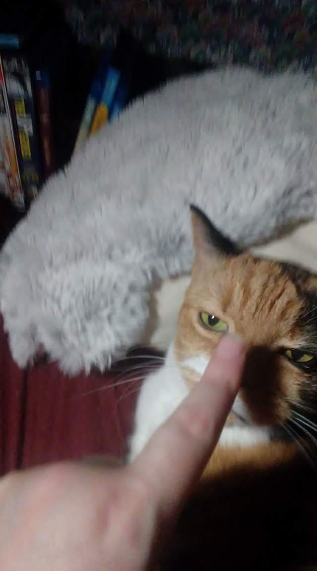TheRightGeek's tweet photo. @kitten_academy Here's Smidget. She's an old lady and shy around strangers, but even she wanted some #BoopsForBen. https://t.co/SB9LgnTLq3