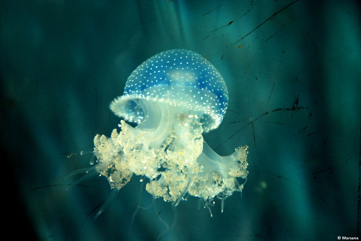 Feeling hungry? Discover 'Jellyfish crisps' ... a new snack invented by researchers in Denmark buff.ly/2vm5Oe7