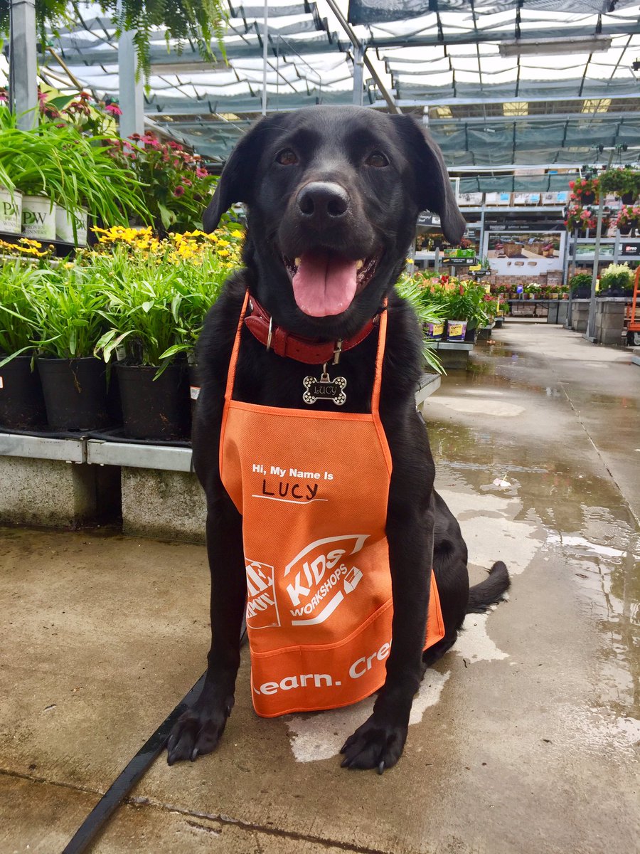 Even Lucy wants to work for Home Depot! #THDJobs #HomeDepot