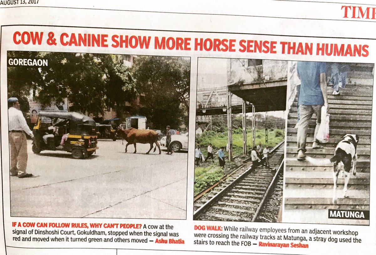 shirindhabhar's tweet photo. And humans think they are the smarter species! #lessoninhumility #timesofindia #mumbai https://t.co/f7eC4QiR5G