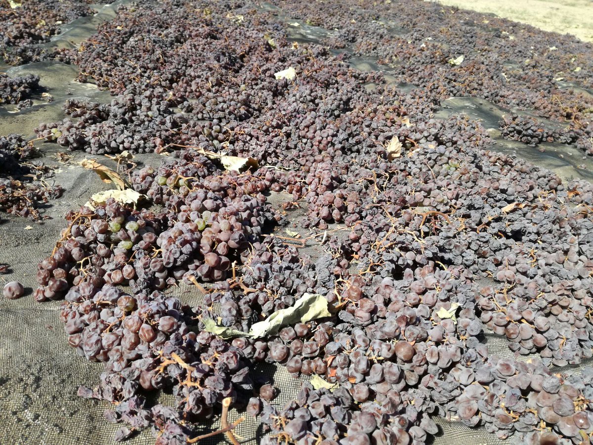 vinosdomm's tweet photo. #PX @vinosdomm @MontillaMoriles!Tras 6 días bajo el sol las pasas están en el punto óptimo para obtener vino dulce #UvasSanas #VinodeCalidad https://t.co/TOqYruec6f