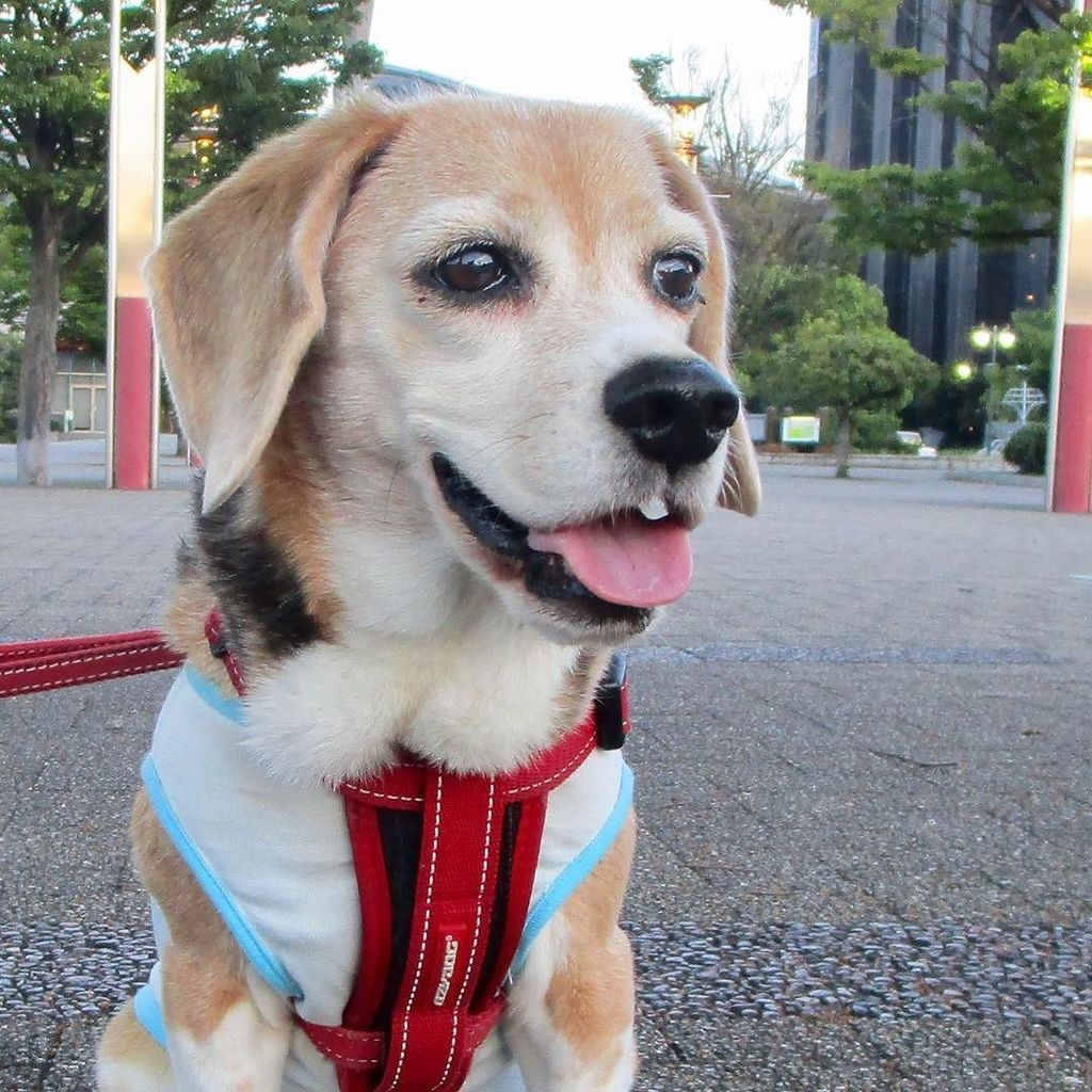 beagle_peach's tweet photo. 休憩中 #ピーチ #ビーグル #ビーグル犬 #peach #beagle #beagles #dog #dogs #beaglesofinstagram #beaglestagram #beaglelife #beagleman… https://t.co/HmTaMMAF48 https://t.co/UKb9zzzG5i