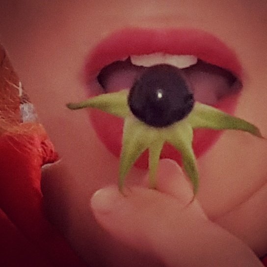 LaBelladone's tweet photo. Berry 🌿🍃
#LaBelladone #atropabelladonna #poison #deadlynightshade #devilsherb #beautifullady #witchesberry #witchcraft #witch #loveapple https://t.co/qtdZYhWXvc