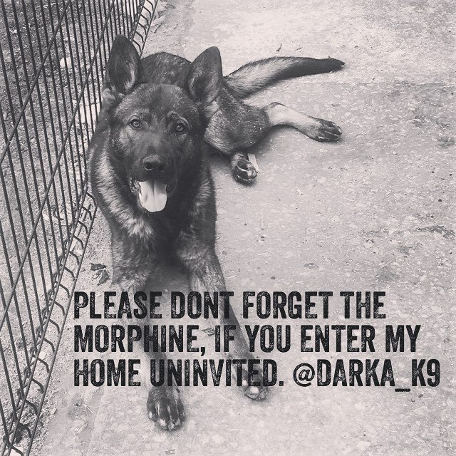 darkaK9's tweet photo. #vomdarka #darka #darkak9 #darkashepherds #safeword #dogsofinstagram #dogoftheday #puppies #aways #videos #animalsofinstagram #animals #tig… https://t.co/u4hHDzFGcZ