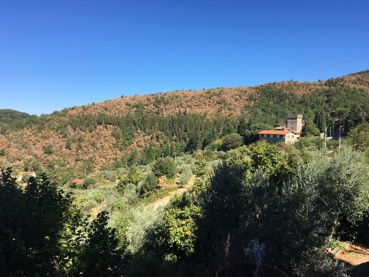 DantiNicola's tweet photo. É impressionante come il caldo e la siccità delle scorse settimane abbiano seccato i nostri boschi #sembrabruciato #siccitá #ferrano #pelago https://t.co/ZnE8Pguf9d