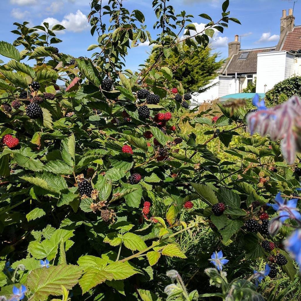 _Vegetablism's tweet photo. That's some massive blackberry there. #allotment #brighton #fruit https://t.co/viEArrAeUw https://t.co/W7eJosvagM