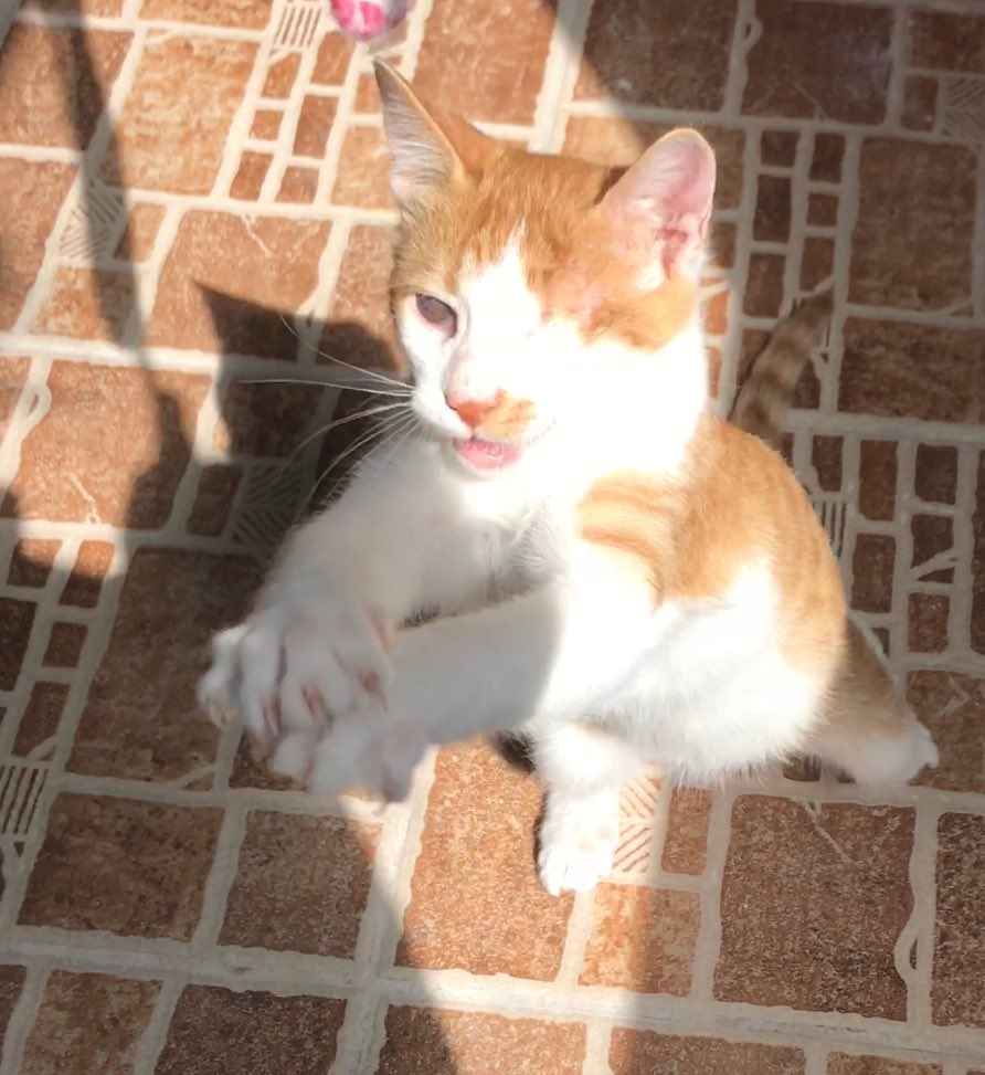 soft0paws's tweet photo. تيني
ذكر
عمره ٤ شهور
فقد عين ويعاني من ضعف نظر بالعين الاخرى
لعوب اجتماعي ولطيف جدا
للتبني بالمدينه،جده،الرياض،الدمام https://t.co/9JhgGuWEqP