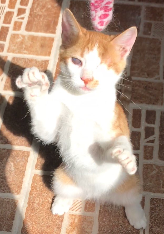 soft0paws's tweet photo. تيني
ذكر
عمره ٤ شهور
فقد عين ويعاني من ضعف نظر بالعين الاخرى
لعوب اجتماعي ولطيف جدا
للتبني بالمدينه،جده،الرياض،الدمام https://t.co/9JhgGuWEqP