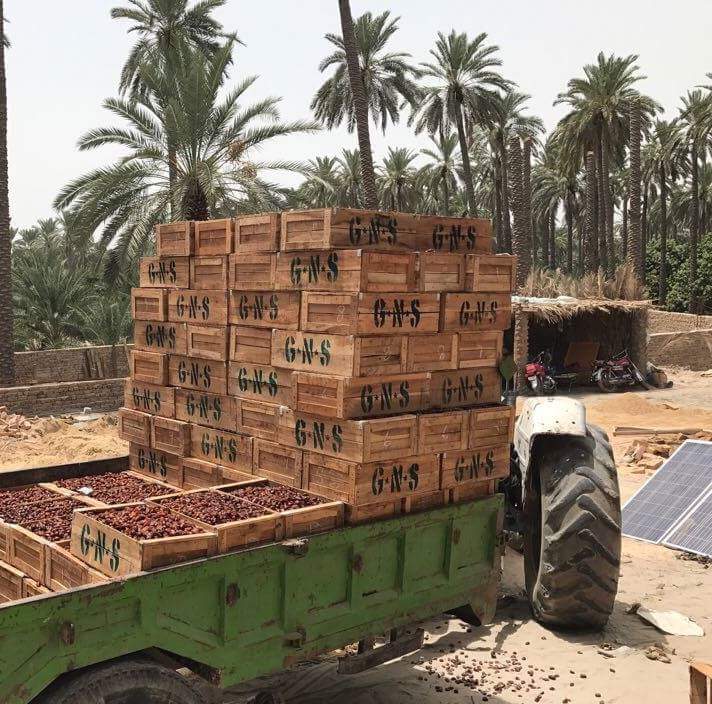 Dates being moved from Farm to Factory... #AseelDates #DatesFarms #DatesFactory #DatesProcessing #Dates_Pakistan #Khairpur_Dates