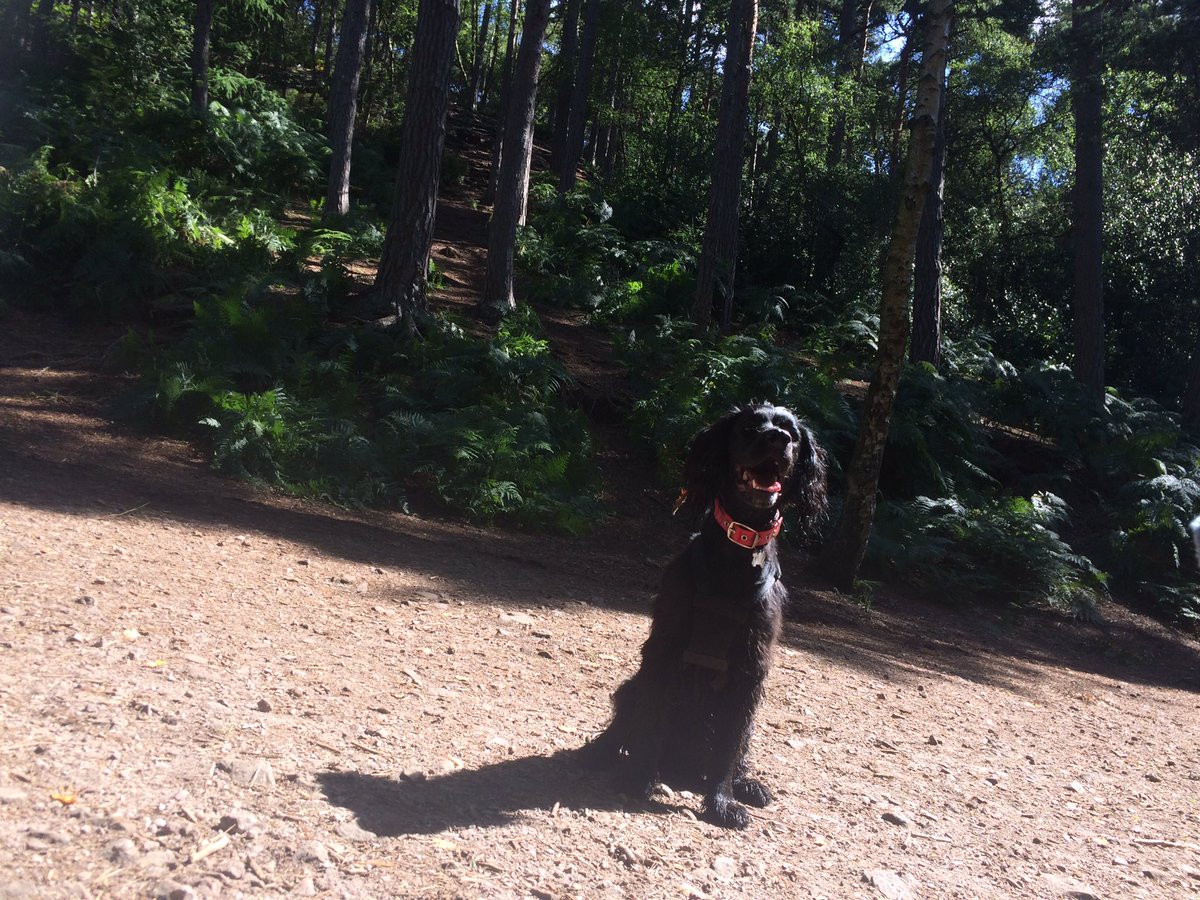 Little bit wet after jumping in the stream :) 🐶💦 #lickeyhills #cockerspaniel