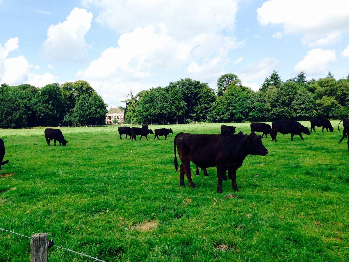 Wat een heerlijke dag om te wandelen #leur #angus