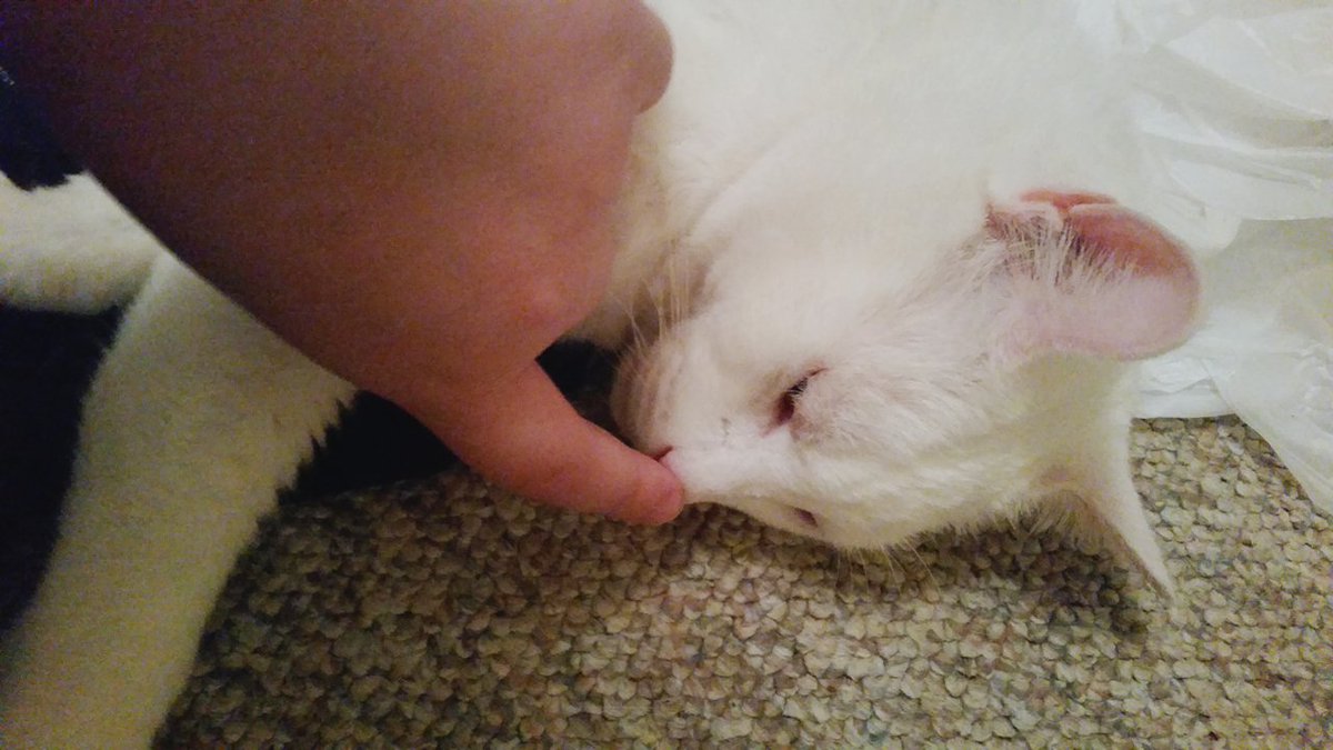 pumacatrun2's tweet photo. I don't think Tubbs wanted the wakeup but it's for a good cause right? 😇😏 Get well soon Ben! #BoopsForBen https://t.co/u5H7pzDTNv