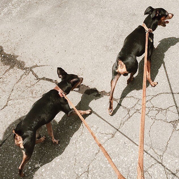 dogstr_street's tweet photo. Follow the paws 🐶
📷: @schenklu .
.
.
#dogs #summer #dog #houndstyle #brooklyn #dogstr #igdogs #dogsofinstagram #doingthings #puppy #dogadve… https://t.co/fnfyuYljsP
