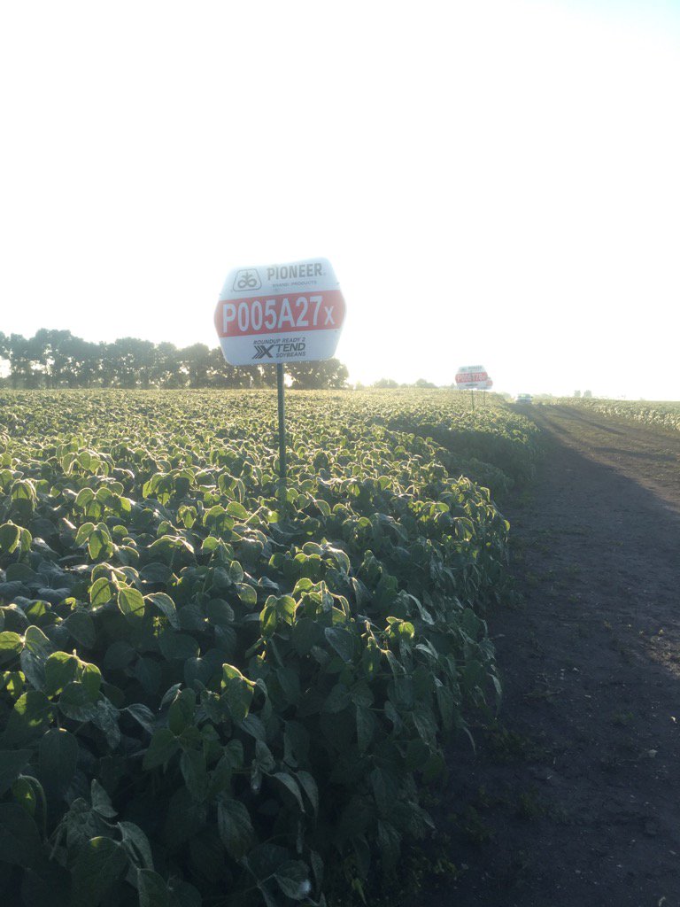 southern_seed0's tweet photo. P005A27X soaking up some early morning sun today in Minto!
@PioneerWCanada
#acceleratedyield https://t.co/f25zxdbhWN