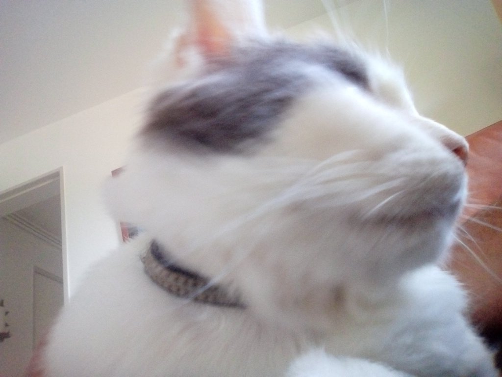 buzzmode's tweet image. #buzzmode#cat#lovecat