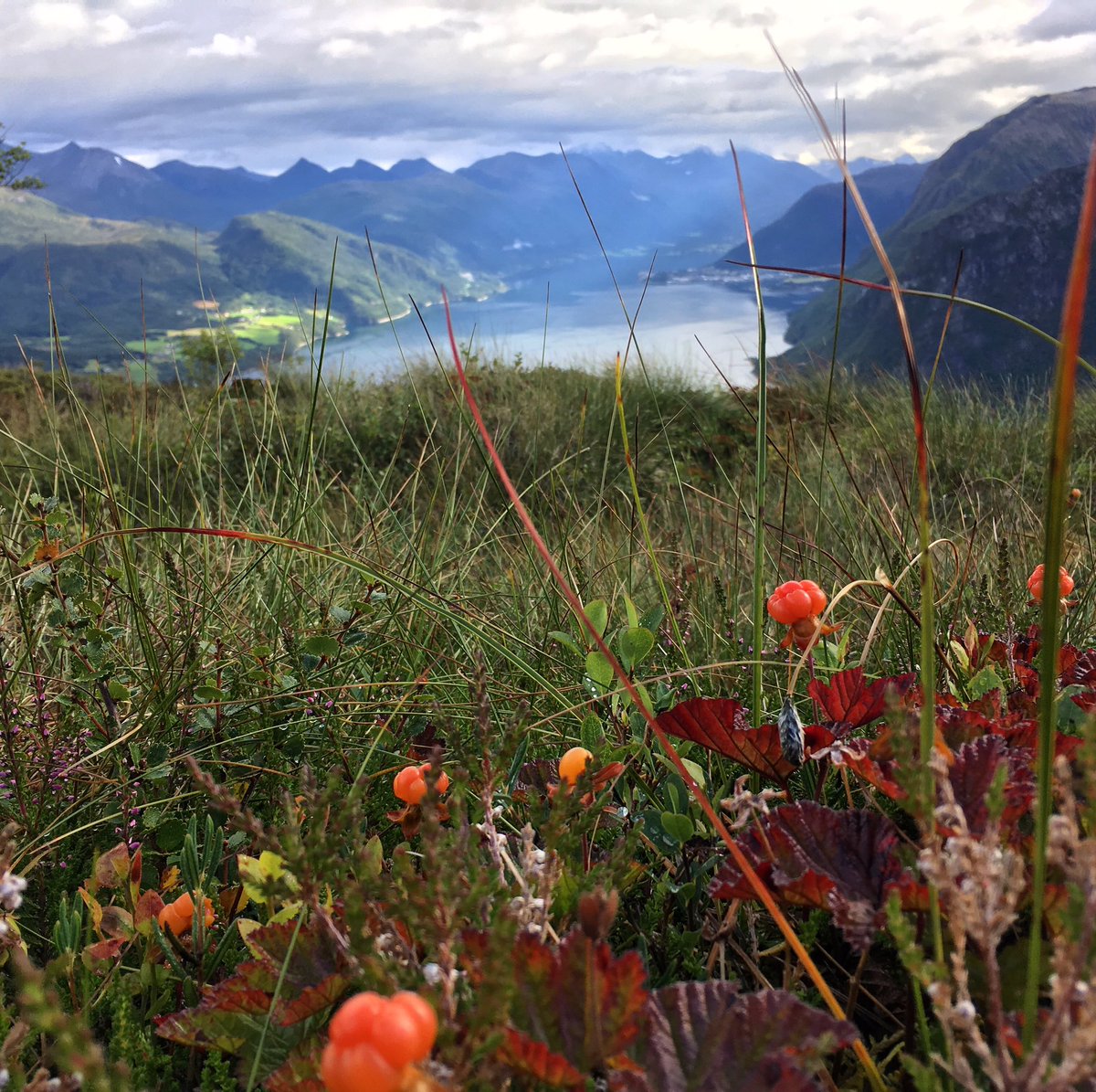 Obligatory aidstation on todays longer run! Cloudberrys 💕