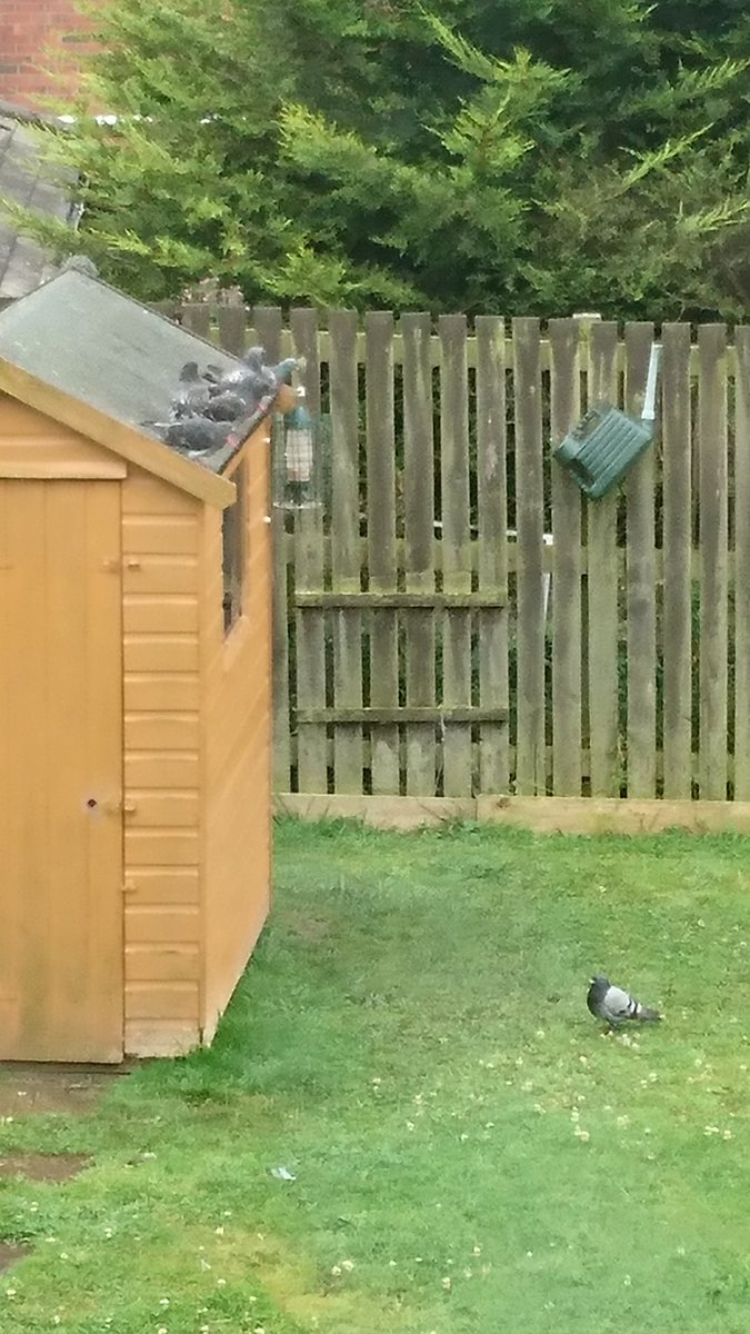 TheCrispola's tweet photo. Pigeon court looks daunting!! #funntanimals #dodgy https://t.co/TNmhPnXVMA