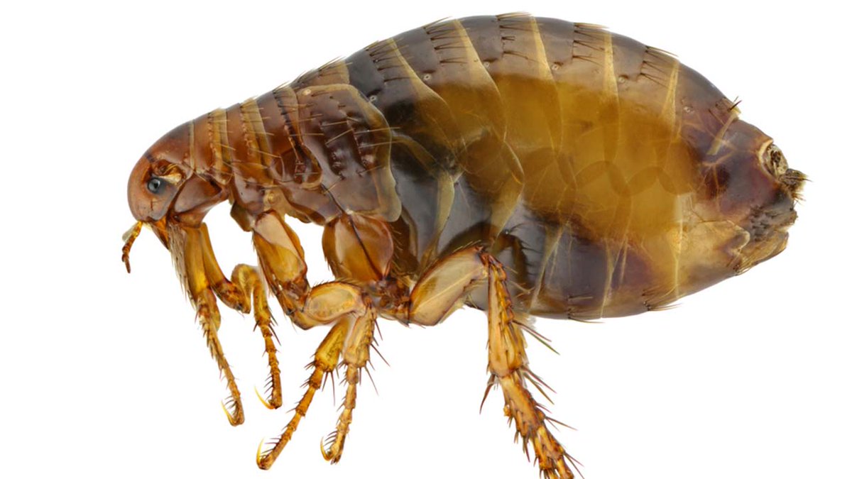 ABC7's tweet photo. Fleas are testing positive for the plague in parts of Arizona https://t.co/LHjhDc7kIz https://t.co/SC8XQsjsPv