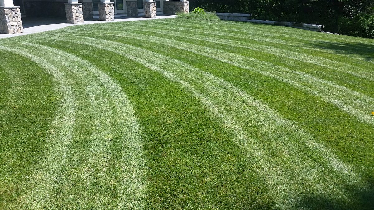 Great year for lawns plenty of moisture