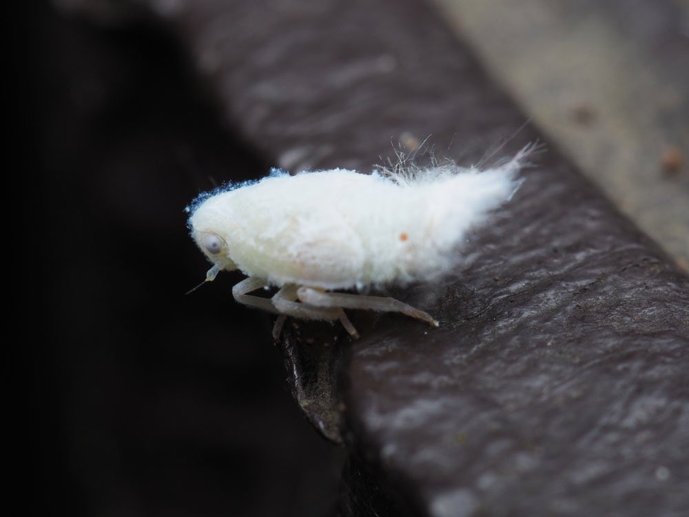 ট ইট র 日本野虫の会 重版御礼 手すりの虫観察ガイド ヨツボシアカマダラクサカゲロウの幼虫 たぶん 背負っている白いモフモフはアオバハゴロモ 幼虫が出すロウ物質 3枚目 だと言うので驚き 徘徊しながら餌になる小虫を探しているようです