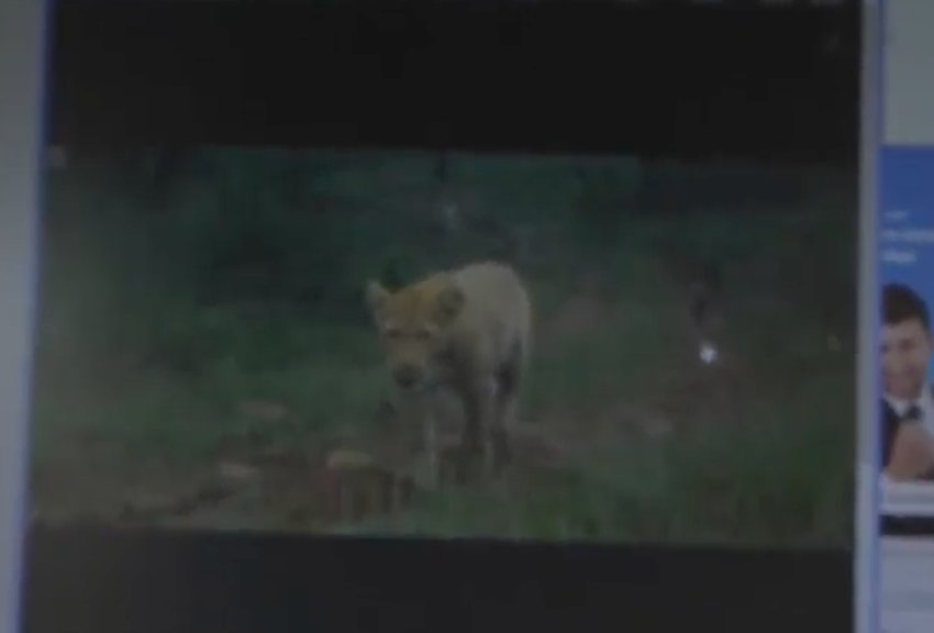 HeartAGlow's tweet photo. Loving the #Genetics lesson w @TaraPirie #SafariLIVE #StrawberryLeopard studies https://t.co/IcRll1W564