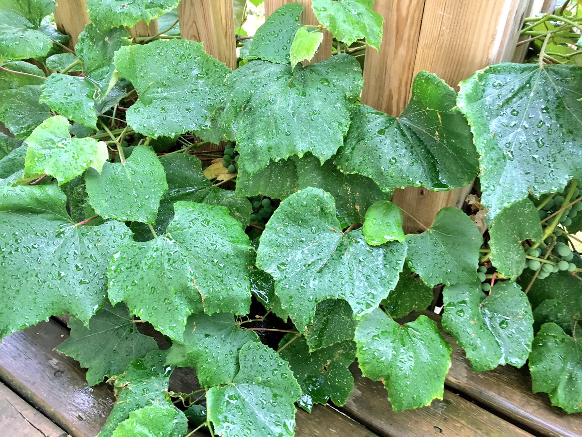 jrkinniburgh's tweet photo. First real rain in months. Amazing to wake up this morning to the smell & sound of rain on very dry ground. #smellslikenew #rain #blessing https://t.co/DX1sVAJDJs
