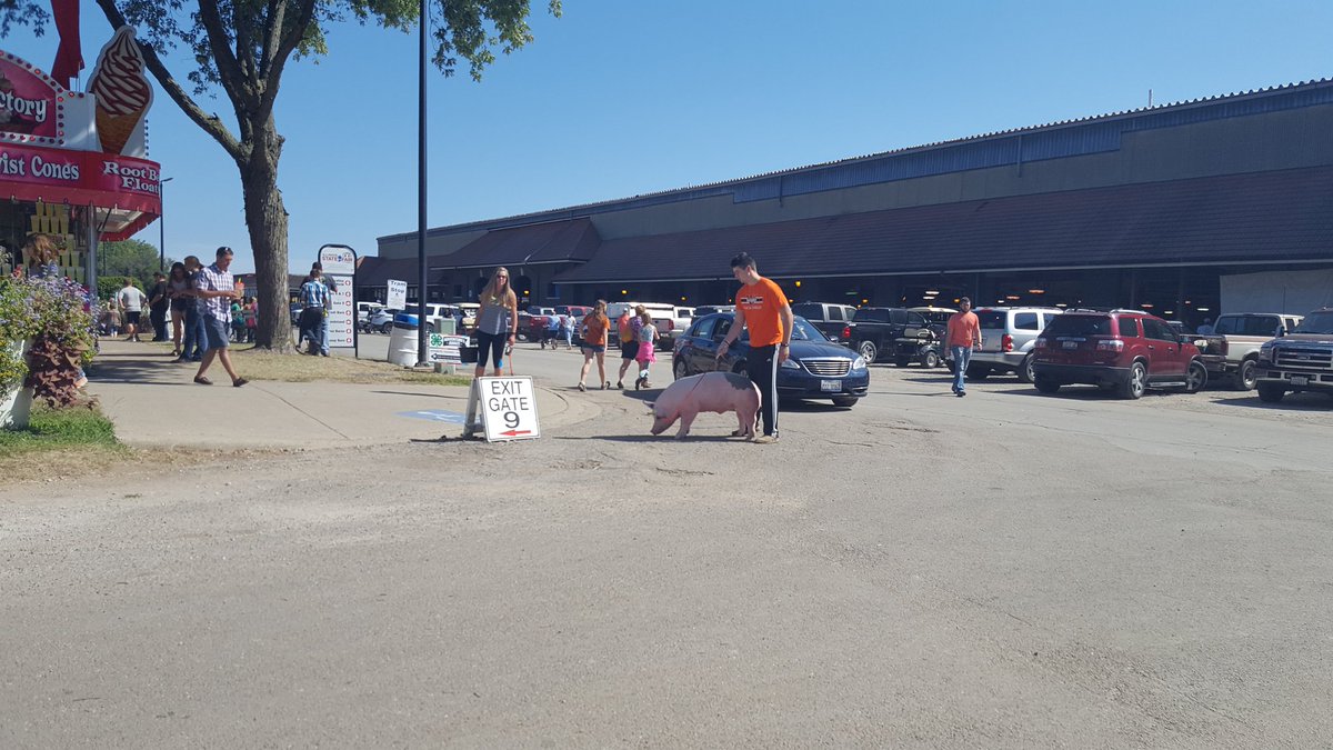 Cheryl__Day's tweet photo. True stockmanship test, moving pig through traffic #statefairfun https://t.co/g2wjYT0AmD