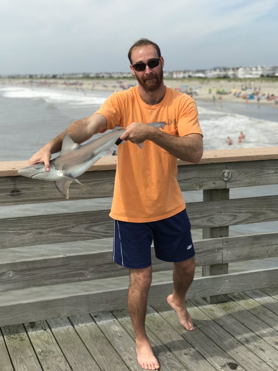 Augunator's tweet photo. Fun sized brown sharks in the surf. #Fishing #Shark #CleanRelease https://t.co/57wJtfkY8N