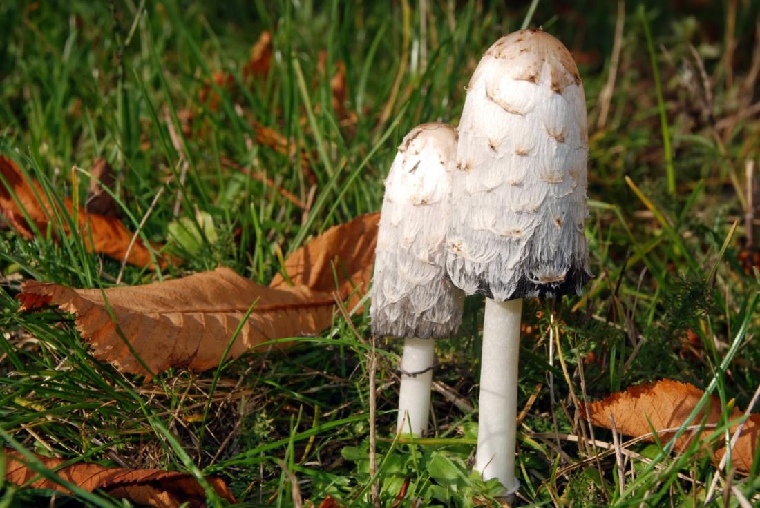 A protein found in Coprinus comatus mushrooms could kill a type of leukemia cell, study suggests.
buff.ly/2wUPw9Z