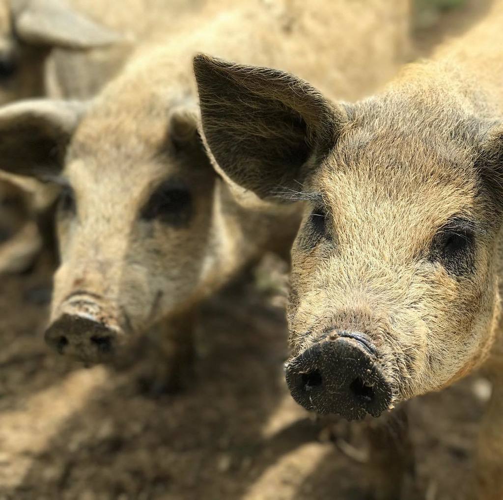 Our Mangalitsa weaners are growing cheekier by the day. Tomorrows job is mending their house that they keep on bus… ift.tt/2wUZrfR