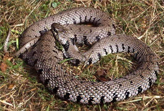 The Barred Grass Snake is described as a new species in Europe - buff.ly/2vzqKwM