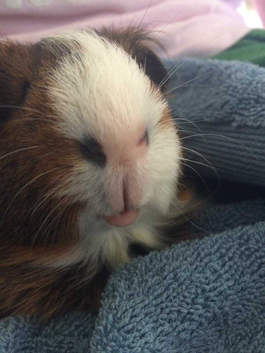 RockyTheVampire's tweet photo. @lynzway can you paint a picture of my guinea pig (This is my guinea pig btw 👇) https://t.co/77nYV67pAB