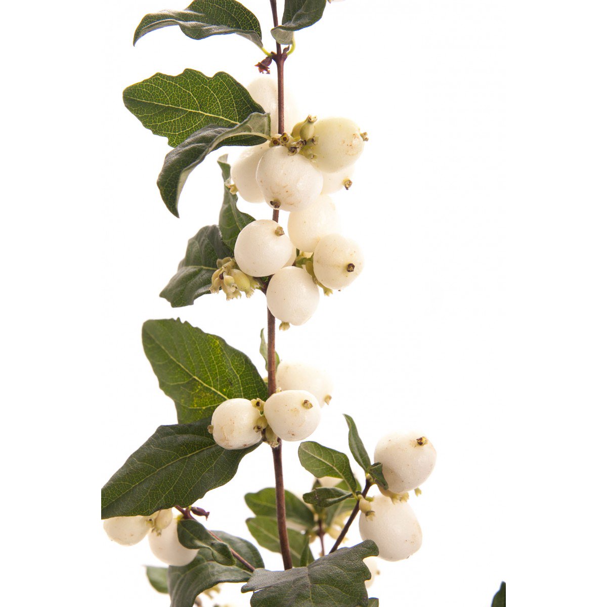 RandallsCandles's tweet photo. New xmas fragrances being launched w/c 21/8,SnowySplendour,Festive Fig&amp;Snowberry,FrostedCandyApple,Xmas Morning,ShimmeringSpruce&amp;Pepppermint https://t.co/7T8cIG3xYn