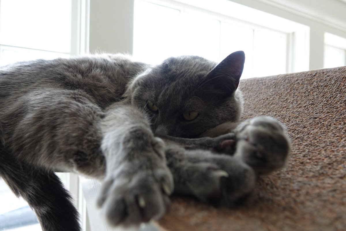 borisbluecat's tweet photo. Paws on paws on paws...#CatsOfTwitter https://t.co/G58fNYdWI6