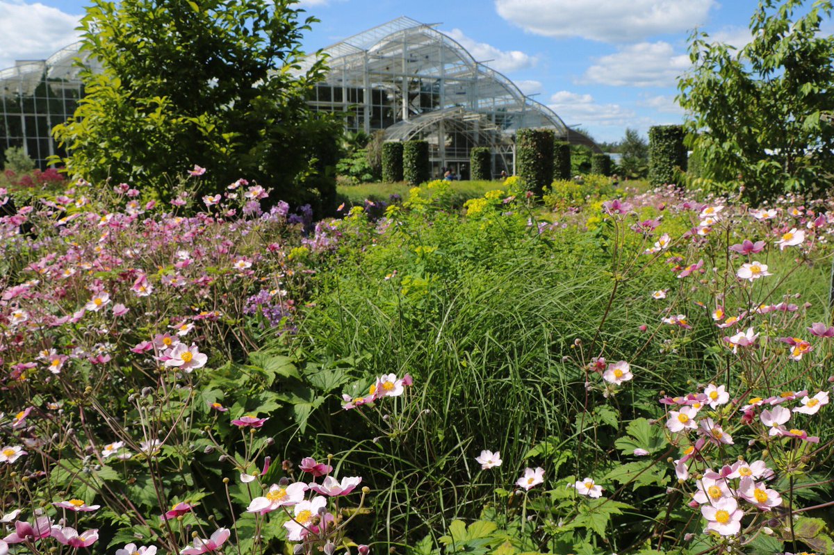 nickmuk's tweet photo. The epitome of high summer. Miscanthus, Euphorbia and Anemone huphensis at RHS Wisley #gardenvisits #rhs #summer #planting https://t.co/KKqjhSM23B